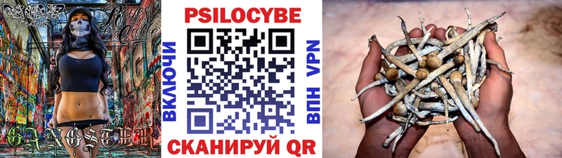 Купить  Болгар  Галлюциногенные грибы Cubensis 
